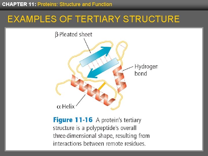 CHAPTER 11: Proteins: Structure and Function EXAMPLES OF TERTIARY STRUCTURE 