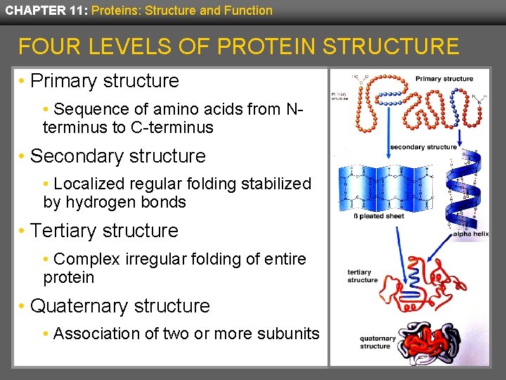 CHAPTER 11: Proteins: Structure and Function FOUR LEVELS OF PROTEIN STRUCTURE • Primary structure