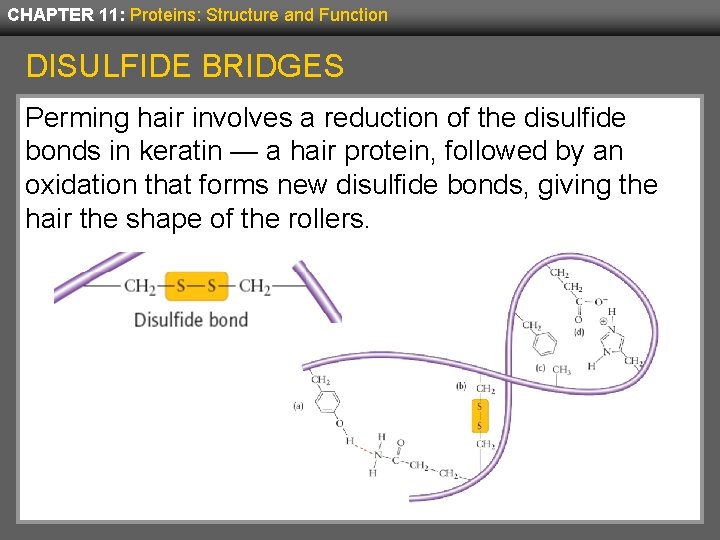 CHAPTER 11: Proteins: Structure and Function DISULFIDE BRIDGES Perming hair involves a reduction of