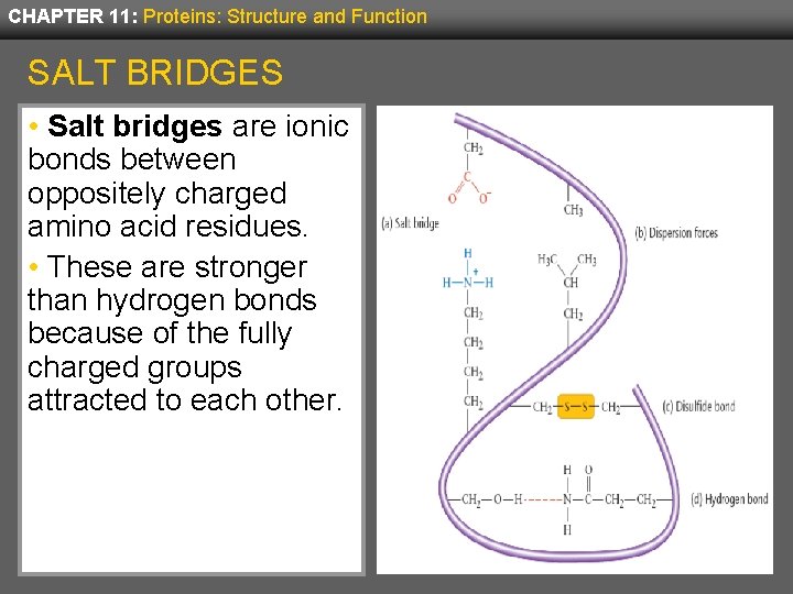 CHAPTER 11: Proteins: Structure and Function SALT BRIDGES • Salt bridges are ionic bonds