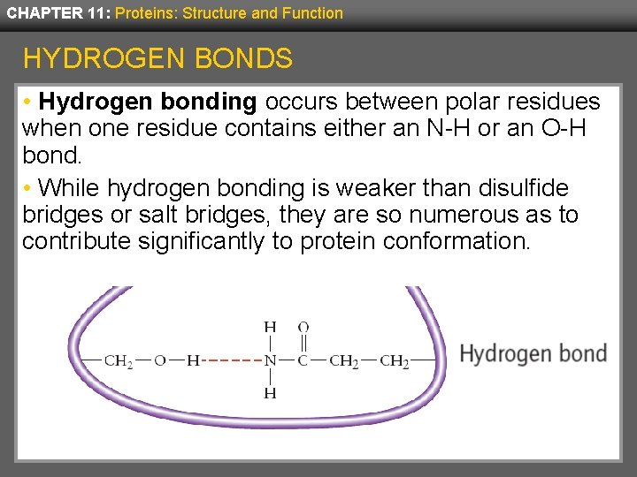 CHAPTER 11: Proteins: Structure and Function HYDROGEN BONDS • Hydrogen bonding occurs between polar