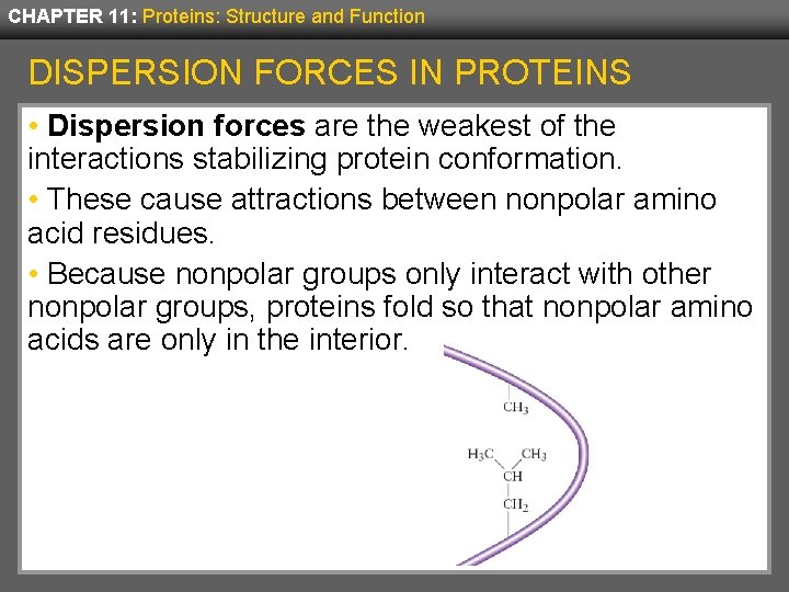 CHAPTER 11: Proteins: Structure and Function DISPERSION FORCES IN PROTEINS • Dispersion forces are