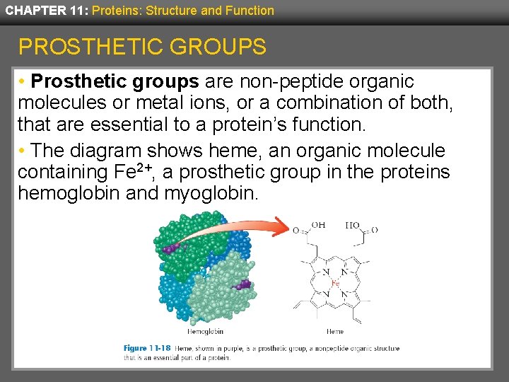 CHAPTER 11: Proteins: Structure and Function PROSTHETIC GROUPS • Prosthetic groups are non-peptide organic