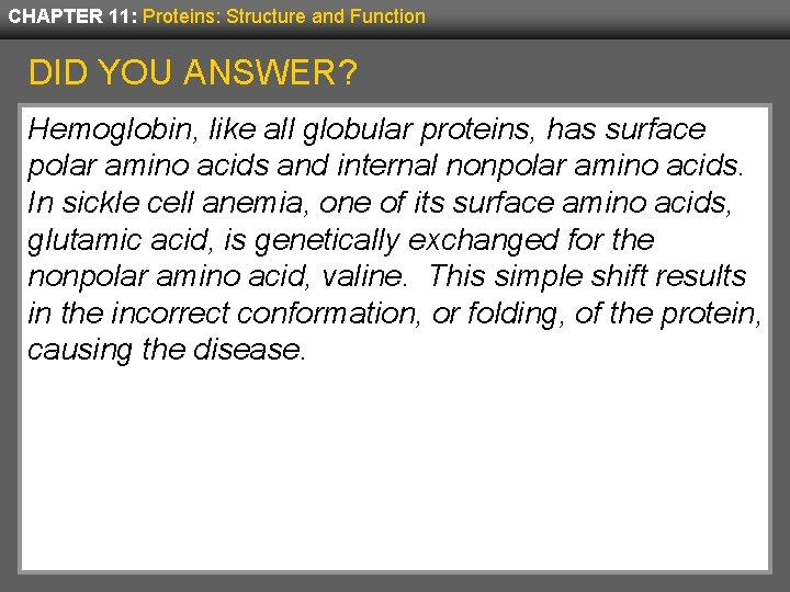 CHAPTER 11: Proteins: Structure and Function DID YOU ANSWER? Hemoglobin, like all globular proteins,