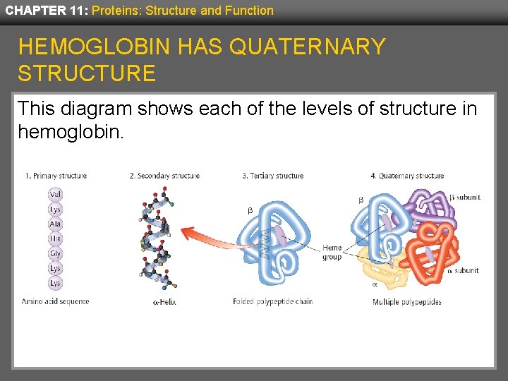 CHAPTER 11: Proteins: Structure and Function HEMOGLOBIN HAS QUATERNARY STRUCTURE This diagram shows each