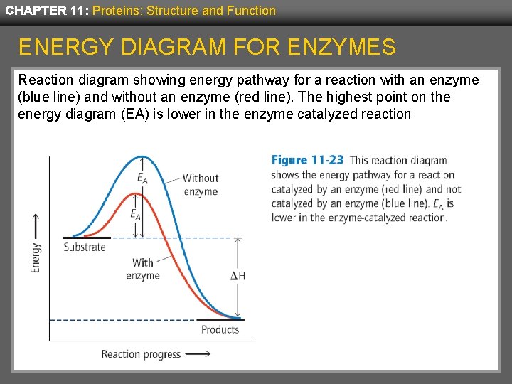 CHAPTER 11: Proteins: Structure and Function ENERGY DIAGRAM FOR ENZYMES Reaction diagram showing energy