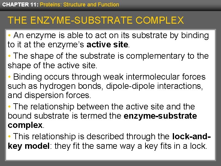 CHAPTER 11: Proteins: Structure and Function THE ENZYME-SUBSTRATE COMPLEX • An enzyme is able