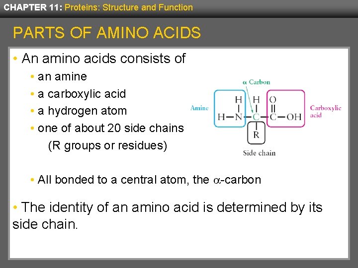 CHAPTER 11: Proteins: Structure and Function PARTS OF AMINO ACIDS • An amino acids