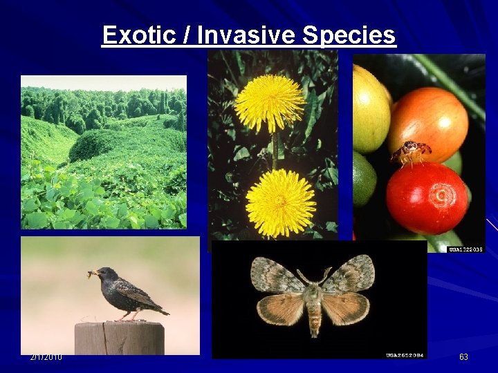 Exotic / Invasive Species 2/1/2010 63 