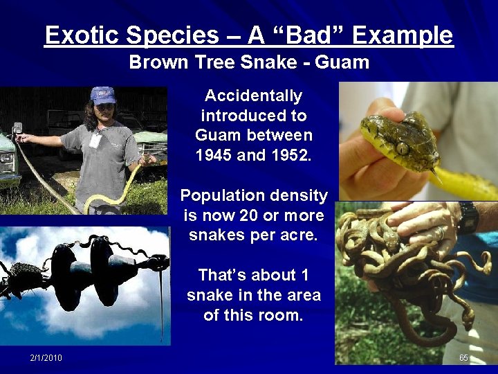 Exotic Species – A “Bad” Example Brown Tree Snake - Guam Accidentally introduced to