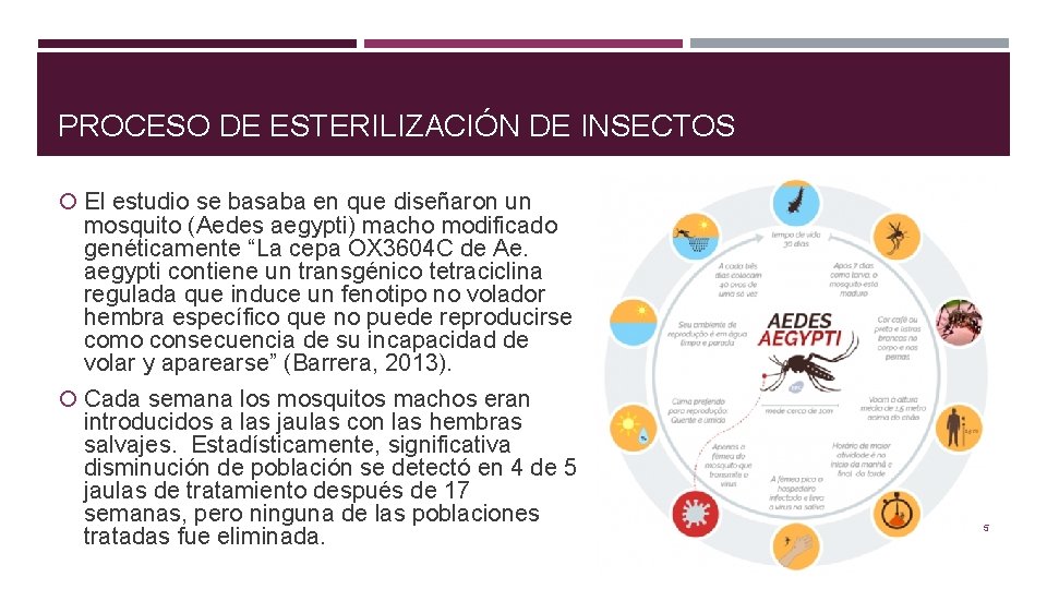 PROCESO DE ESTERILIZACIÓN DE INSECTOS El estudio se basaba en que diseñaron un mosquito