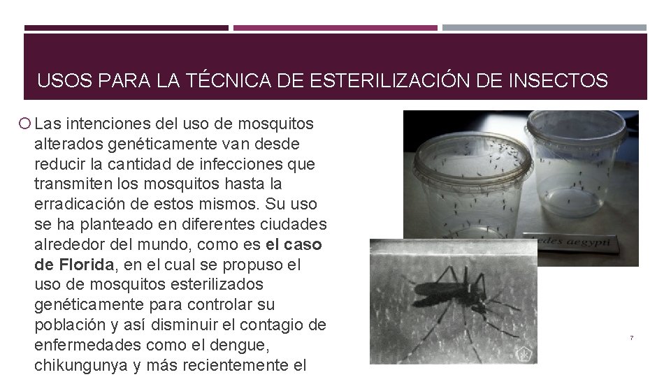 USOS PARA LA TÉCNICA DE ESTERILIZACIÓN DE INSECTOS Las intenciones del uso de mosquitos