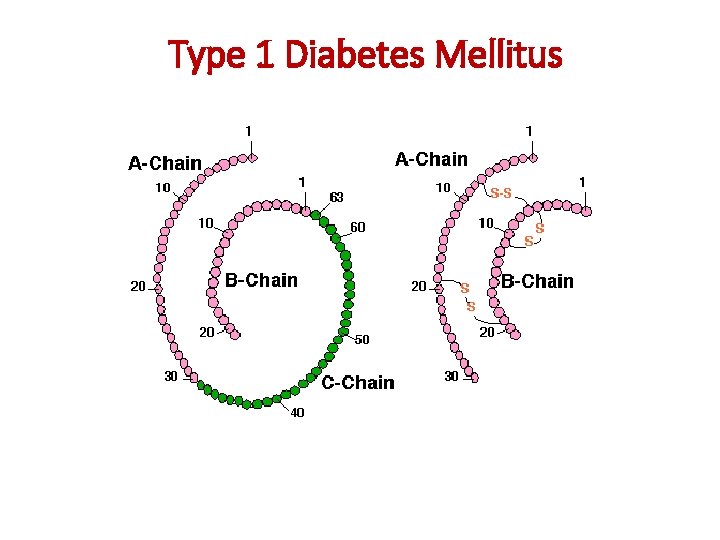 Type 1 Diabetes Mellitus 