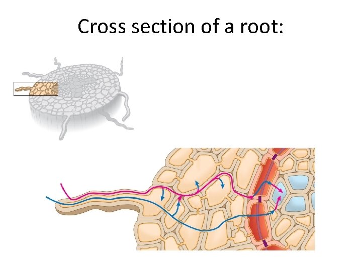 Cross section of a root: 
