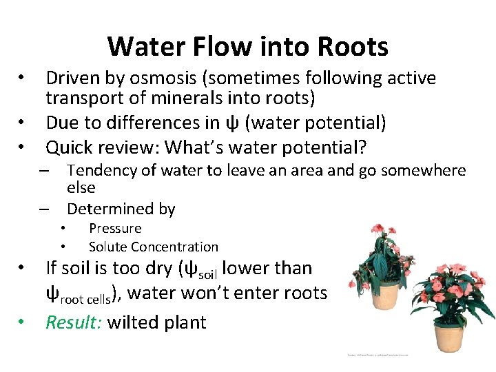 Water Flow into Roots • Driven by osmosis (sometimes following active transport of minerals