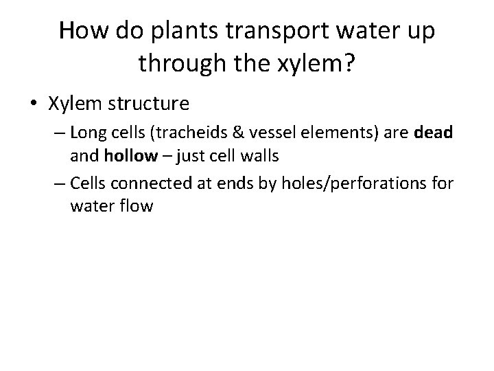 How do plants transport water up through the xylem? • Xylem structure – Long