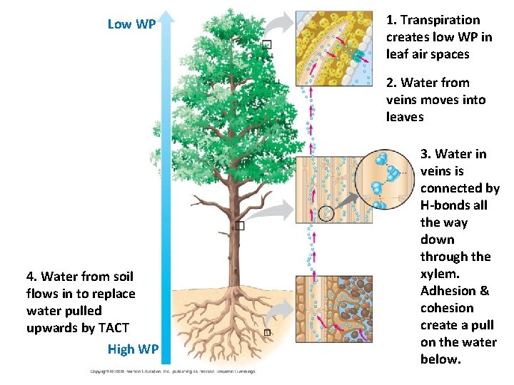 Low WP 1. Transpiration creates low WP in leaf air spaces 2. Water from