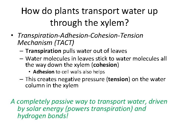 How do plants transport water up through the xylem? • Transpiration-Adhesion-Cohesion-Tension Mechanism (TACT) –