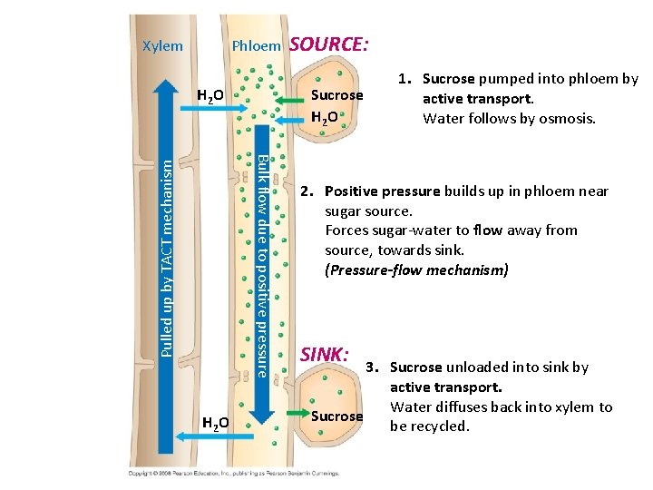 Xylem Phloem H 2 O Sucrose H 2 O Pulled up by TACT mechanism
