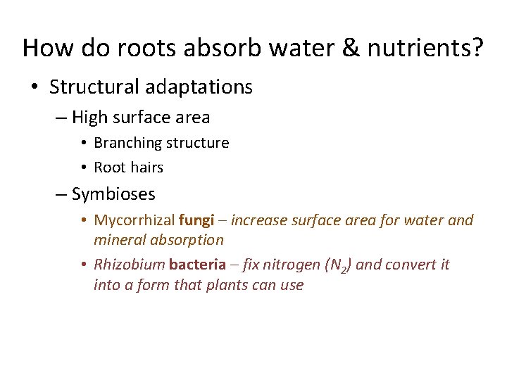 How do roots absorb water & nutrients? • Structural adaptations – High surface area