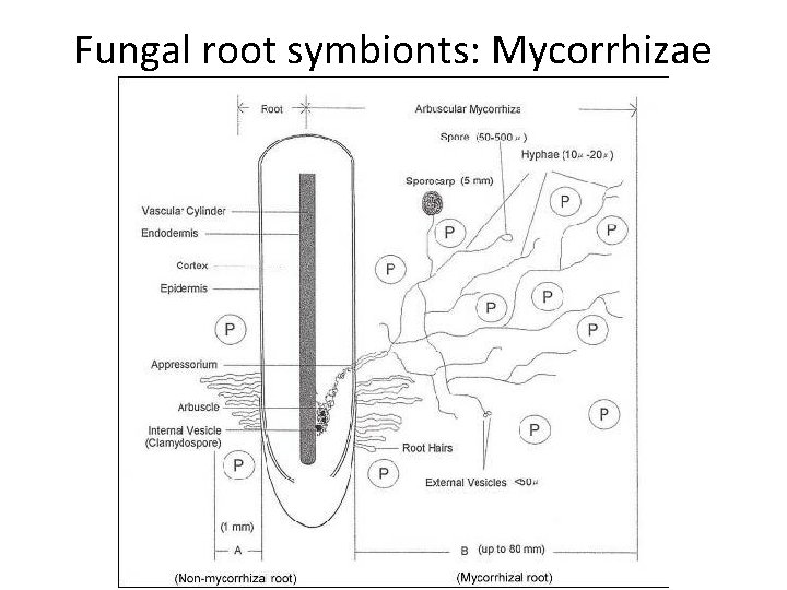 Fungal root symbionts: Mycorrhizae 