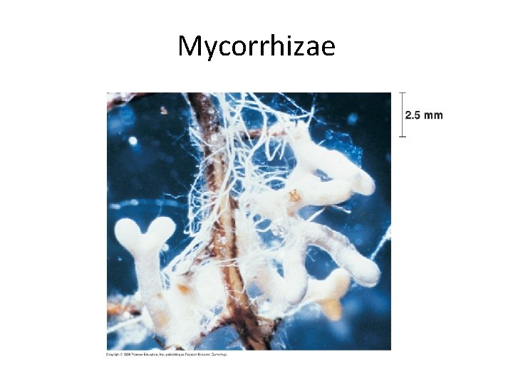 Mycorrhizae 