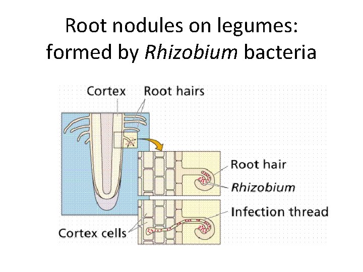 Root nodules on legumes: formed by Rhizobium bacteria 
