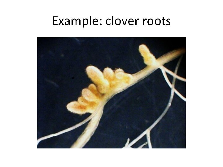 Example: clover roots 