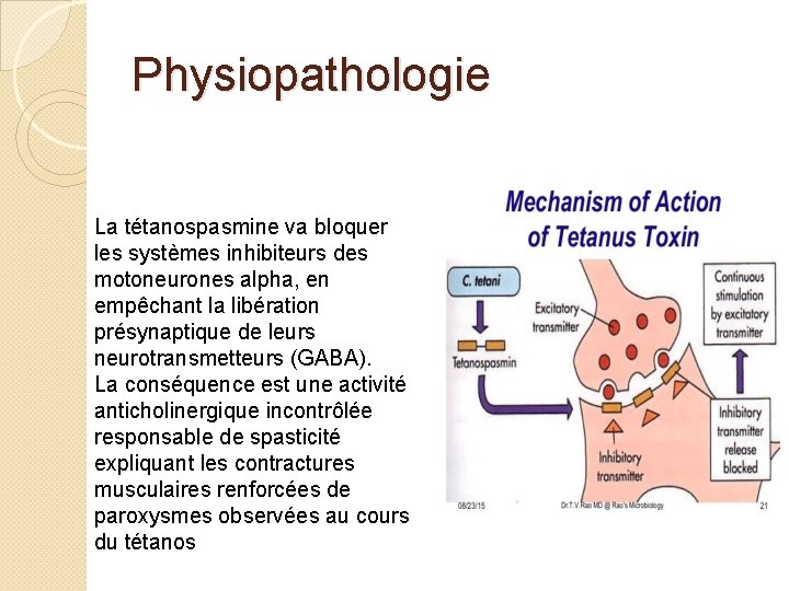 Physiopathologie La tétanospasmine va bloquer les systèmes inhibiteurs des motoneurones alpha, en empêchant la