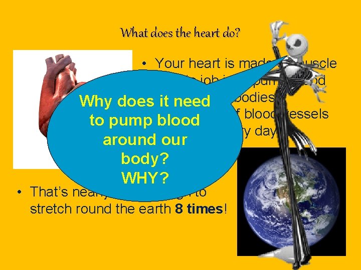 What does the heart do? • Your heart is made of muscle and its What does the heart do? • Your heart is made of muscle and its
