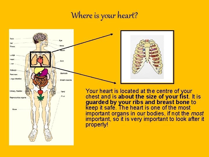 Where is your heart? Your heart is located at the centre of your chest Where is your heart? Your heart is located at the centre of your chest