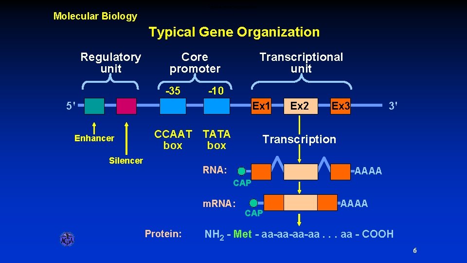 Typical Gene Organization Molecular Biology Typical Gene Organization Regulatory unit Core promoter -35 Transcriptional