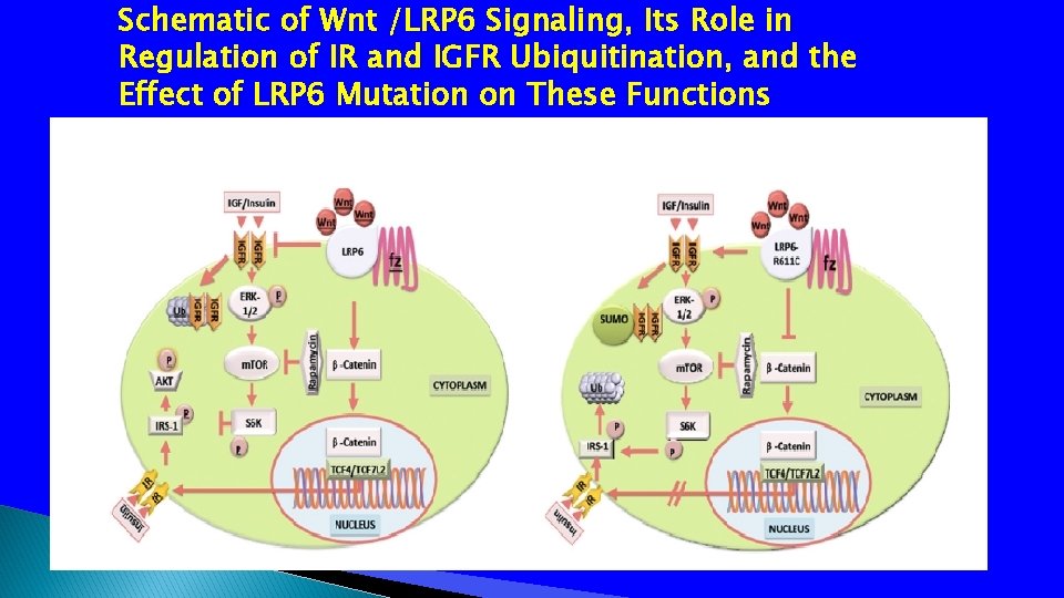 Schematic of Wnt /LRP 6 Signaling, Its Role in Regulation of IR and IGFR