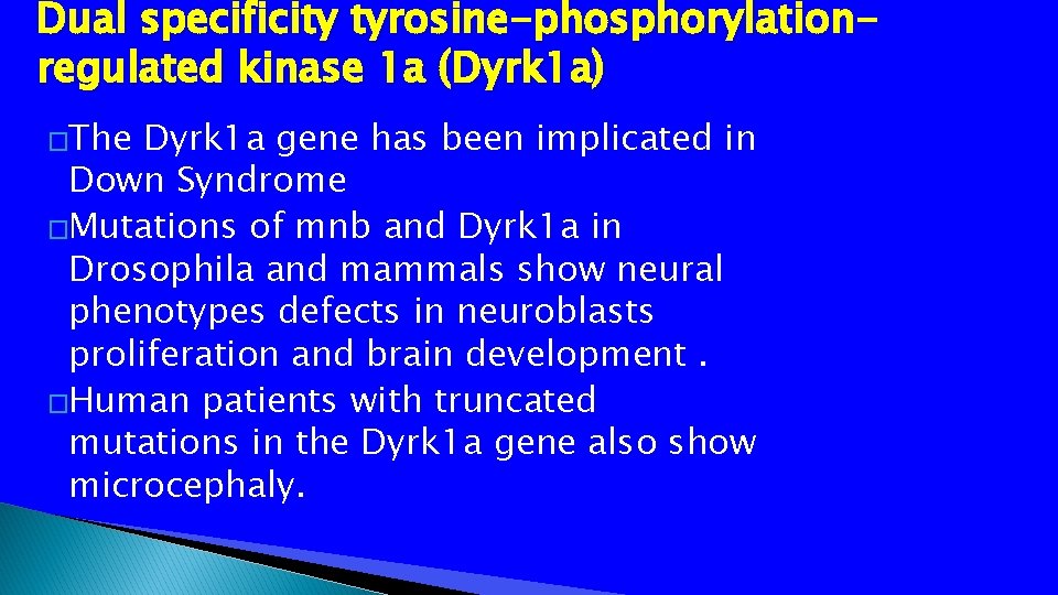 Dual specificity tyrosine-phosphorylationregulated kinase 1 a (Dyrk 1 a) �The Dyrk 1 a gene