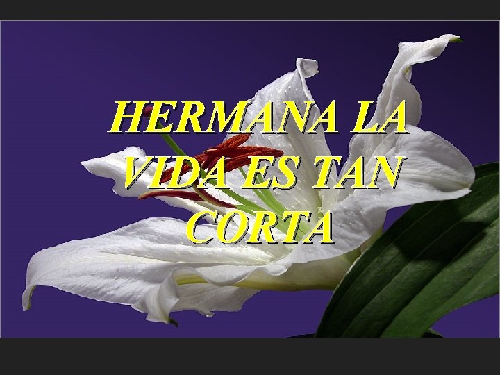 HERMANA LA VIDA ES TAN CORTA 