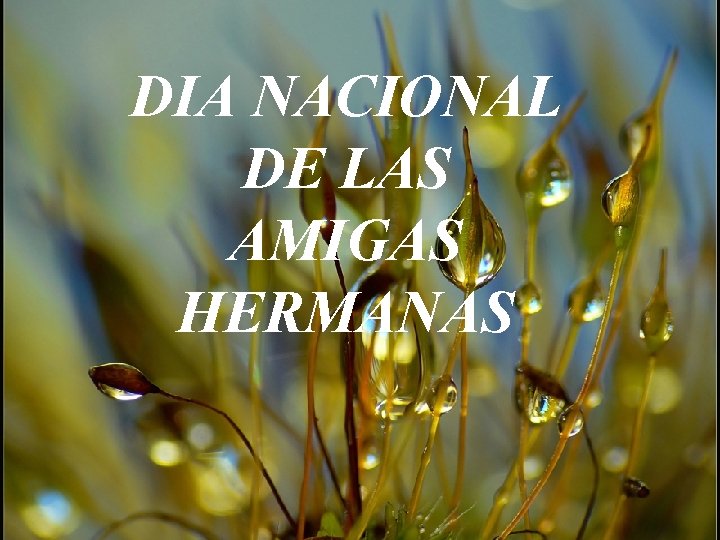 DIA NACIONAL DE LAS AMIGAS HERMANAS 