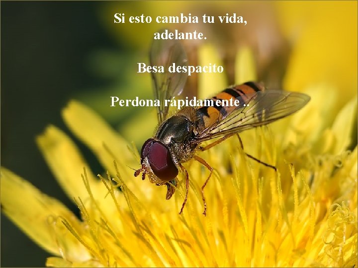 Si esto cambia tu vida, adelante. Besa despacito Perdona rápidamente. . 