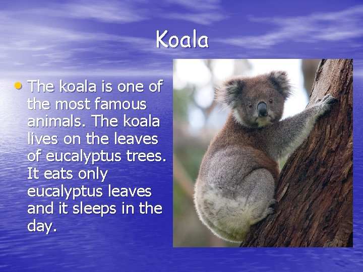 Koala • The koala is one of the most famous animals. The koala lives