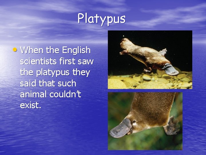 Platypus • When the English scientists first saw the platypus they said that such