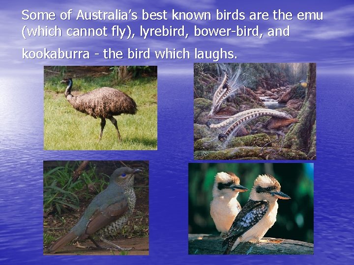 Some of Australia’s best known birds are the emu (which cannot fly), lyrebird, bower-bird,