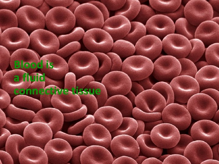 Blood is a fluid connective tissue 