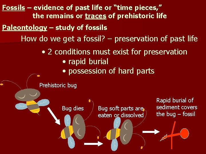 Fossils – evidence of past life or “time pieces, ” the remains or traces