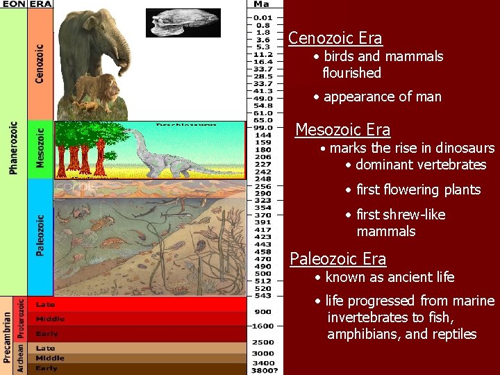 Cenozoic Era • birds and mammals flourished • appearance of man Mesozoic Era •