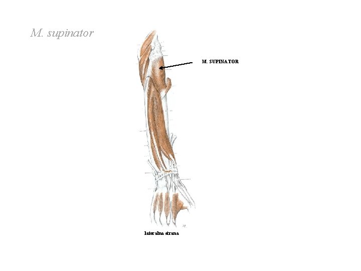 M. supinator M. SUPINATOR lateralna strana M. supinator M. SUPINATOR lateralna strana