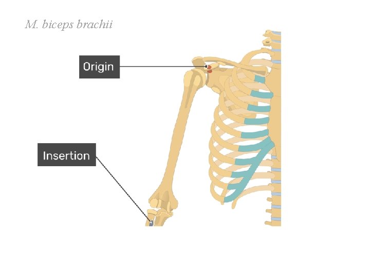 M. biceps brachii M. biceps brachii