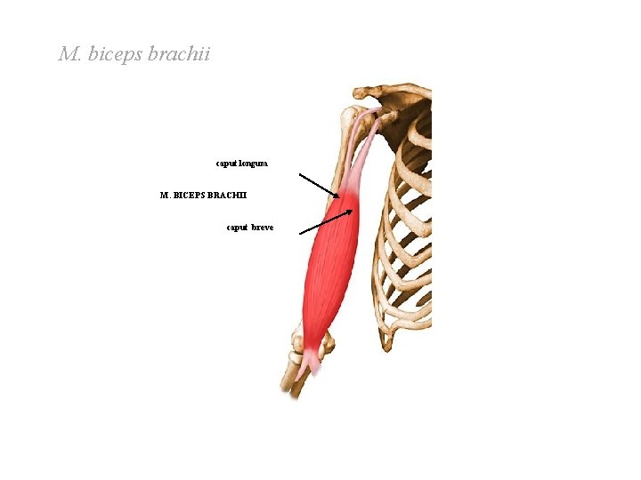 M. biceps brachii caput longum M. BICEPS BRACHII caput breve M. biceps brachii caput longum M. BICEPS BRACHII caput breve