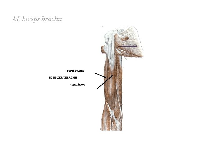 M. biceps brachii caput longum M. BICEPS BRACHII caput breve M. biceps brachii caput longum M. BICEPS BRACHII caput breve