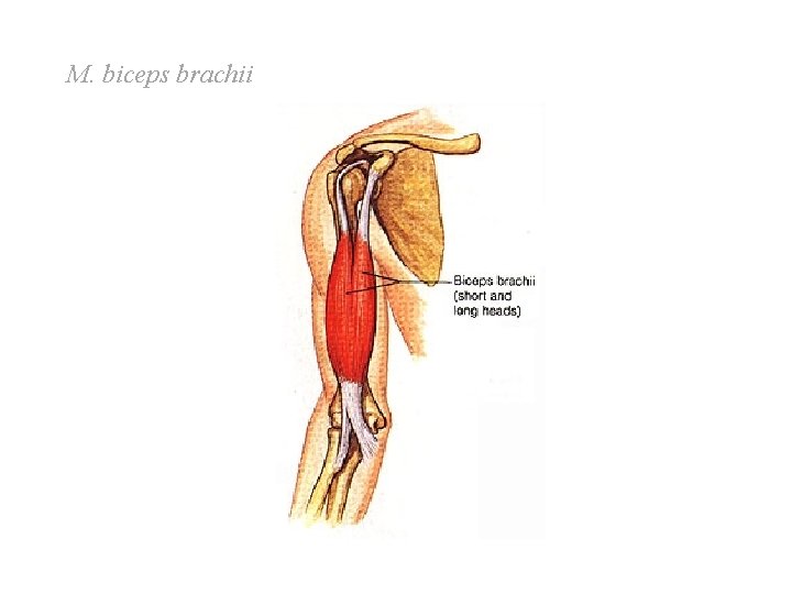 M. biceps brachii M. biceps brachii