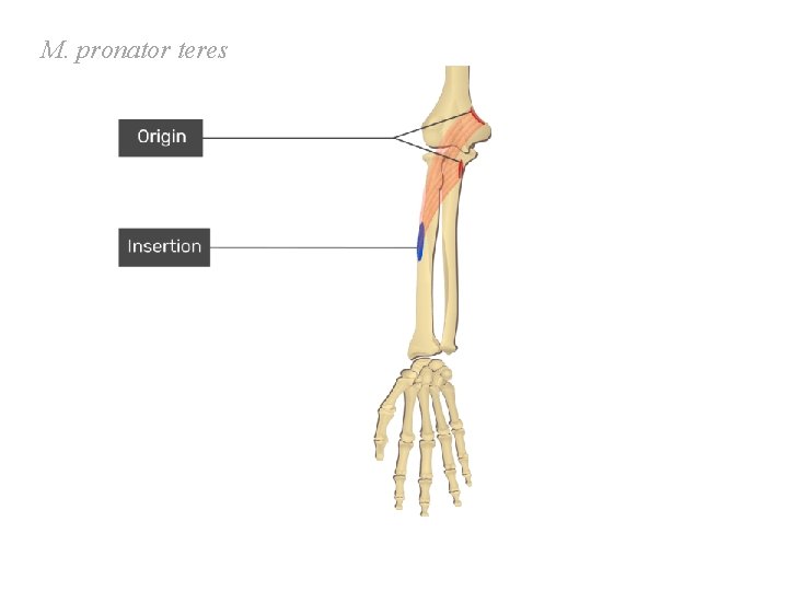 M. pronator teres M. pronator teres