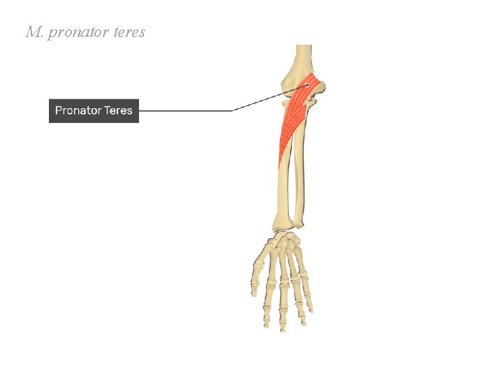 M. pronator teres M. pronator teres